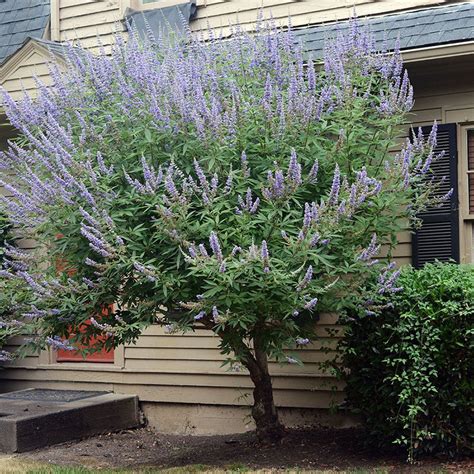 piperul calugarului|Vitex Agnus